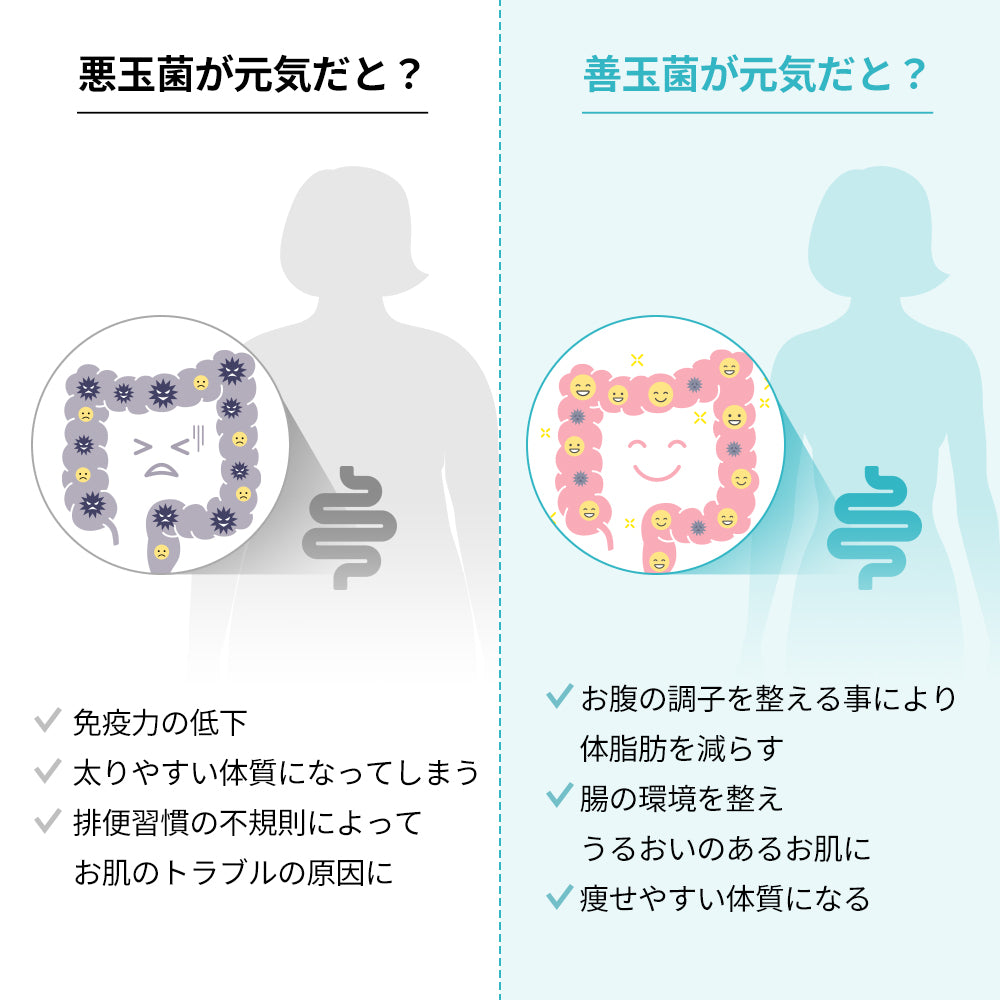 ヨエスター乳酸菌ホワイト