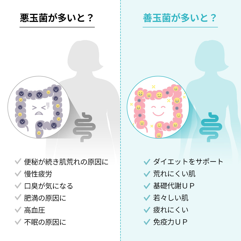 ヨエスター乳酸菌パラバイオティックス