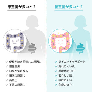ヨエスター乳酸菌パラバイオティックス